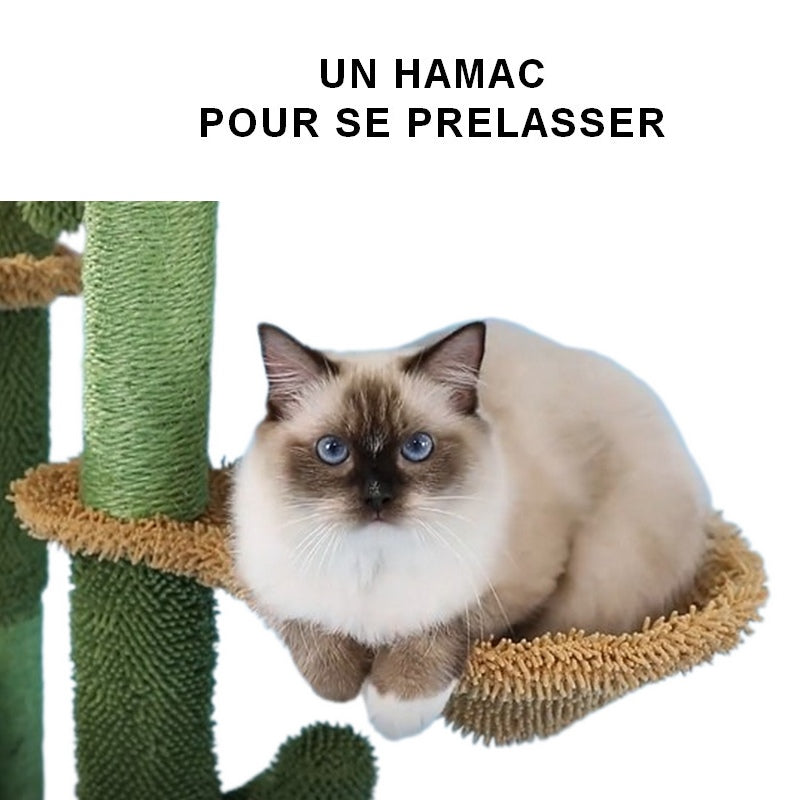 Arbre à chat cactus SPIKY DREAMER : l'embarras du choix pour la sieste 🐈💤