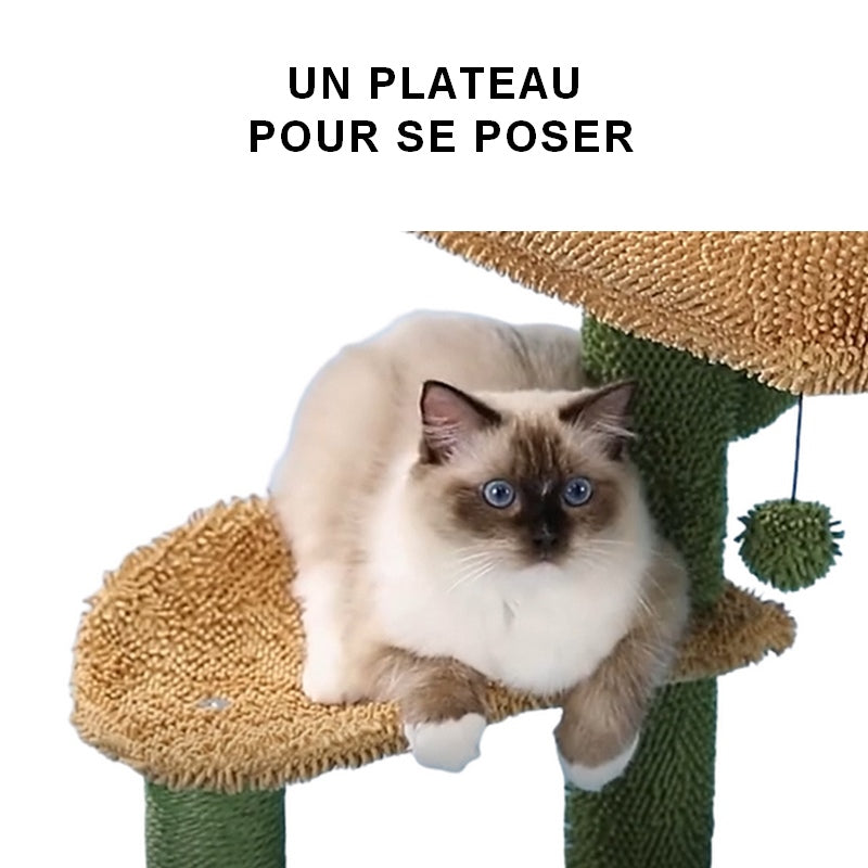 Arbre à chat cactus SPIKY DREAMER : l'embarras du choix pour la sieste 🐈💤