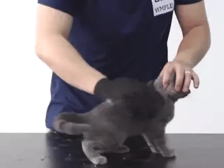 Gant de toilettage et de massage pour chat Kitty Glove 🤍 Moins de poils, plus de caresses en un seul geste !  🤚✋